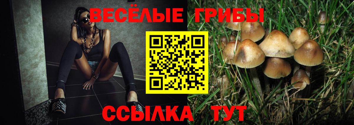 Псилоцибиновые грибы Psilocybe  Вход с VPN  Старая Русса 
