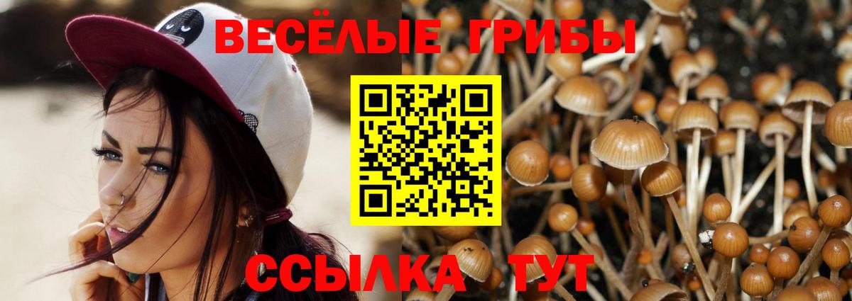 Псилоцибиновые грибы Psilocybe  Псилоцибиновые грибы Psilocybine cubensis  Старая Русса 